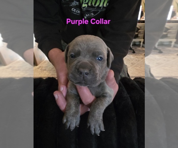 Medium Photo #6 Cane Corso Puppy For Sale in SPARTA, WI, USA
