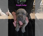 Small #5 Cane Corso