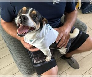 Minnie Jack Dogs for adoption in Orlando, FL, USA