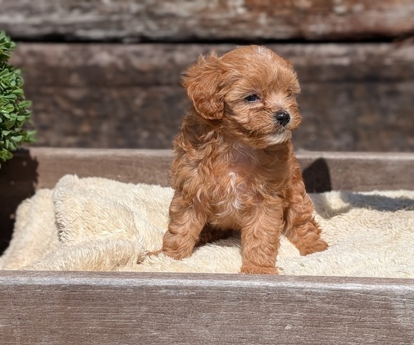 Medium Photo #4 Cavapoo (Miniature) Puppy For Sale in GOSHEN, IN, USA