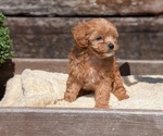 Small #3 Cavapoo (Miniature)
