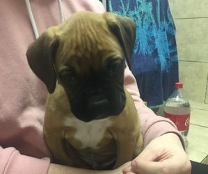 Boxer Puppy for sale in HORSENECK BEACH, MA, USA
