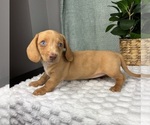 Small #2 Dachshund