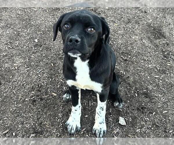 Medium Photo #1 Boxador Puppy For Sale in Orange, CA, USA