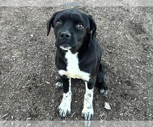 Boxador Dogs for adoption in Orange, CA, USA