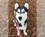 Small Photo #3 Siberian Husky Puppy For Sale in Severn, MD, USA