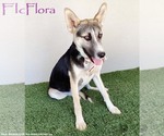 Small #8 Huskies  Mix