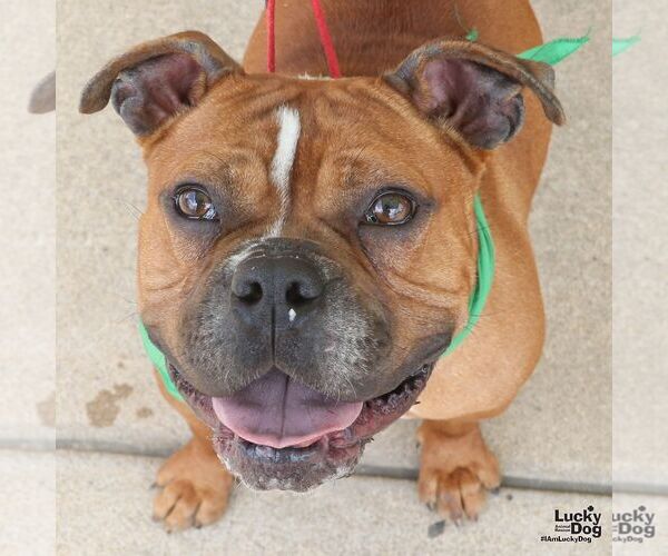 Medium Photo #5 Bull-Boxer Puppy For Sale in Washington, DC, USA