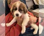 Small Australian Shepherd-Great Pyrenees Mix