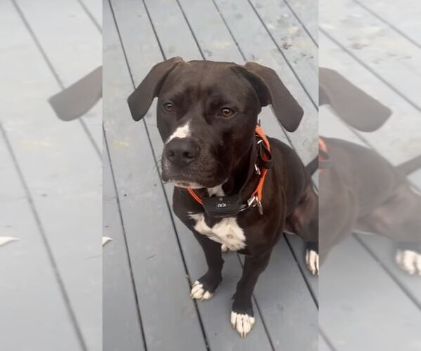 Medium Photo #3 American Pit Bull Terrier-Labrador Retriever Mix Puppy For Sale in Brewster, NY, USA