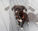 Small #2 American Pit Bull Terrier-Labrador Retriever Mix