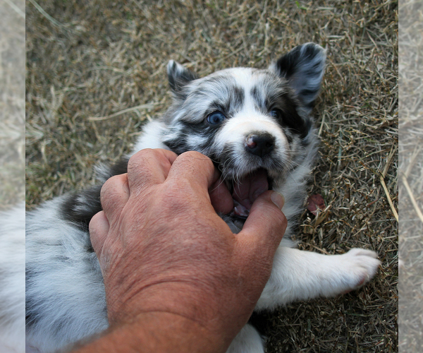 Medium Photo #20 Australian Shepherd Puppy For Sale in LASCASSAS, TN, USA