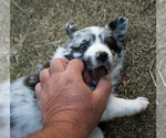 Small Photo #20 Australian Shepherd Puppy For Sale in LASCASSAS, TN, USA
