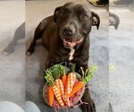 Small #15 American Pit Bull Terrier-American Staffordshire Terrier Mix