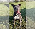 Small #2 Labrador Retriever Mix