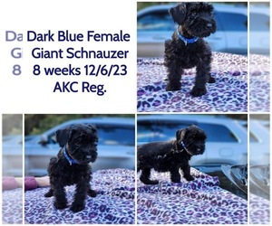 Schnauzer (Giant) Puppy for sale in VIDALIA, GA, USA