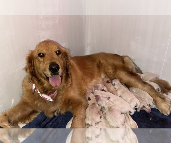 Medium Photo #1 Golden Retriever Puppy For Sale in PORT SAINT LUCIE, FL, USA
