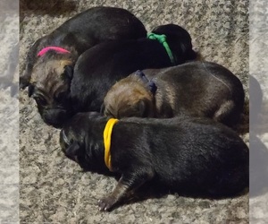 German Shepherd Dog Puppy for sale in CENTERVIEW, NC, USA