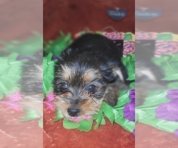 Medium Photo #92 Yorkshire Terrier Puppy For Sale in AKRON, OH, USA