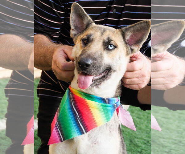 Medium Photo #3 Siberian Husky-Unknown Mix Puppy For Sale in phoenix, AZ, USA