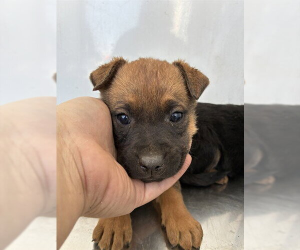 Medium Photo #1 German Shepherd Dog Puppy For Sale in Stockton, CA, USA
