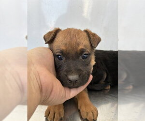 German Shepherd Dog Dogs for adoption in Stockton, CA, USA