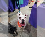 Small #6 Boxer Mix