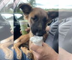 Small #3 German Shepherd Dog