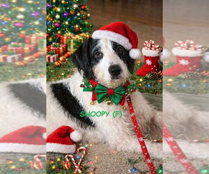 Poodle (Standard)-Unknown Mix Dogs for adoption in Mooresville, NC, USA