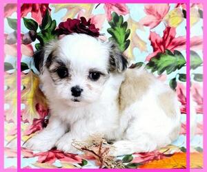 Mal-Shi Puppy for sale in TAYLOR, TX, USA