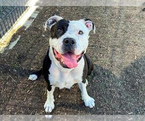 Mutt Dogs for adoption in Orange, CA, USA