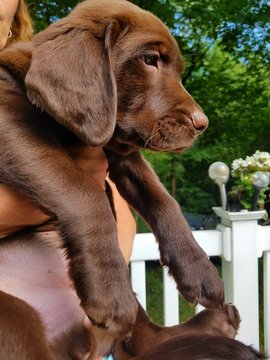 Medium Photo #1 Labrador Retriever Puppy For Sale in MARLTON, NJ, USA