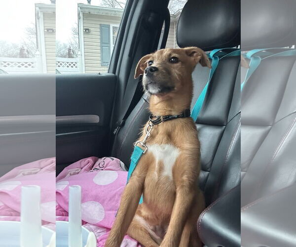 Medium Photo #3 Mutt Puppy For Sale in Woodbury, NY, USA