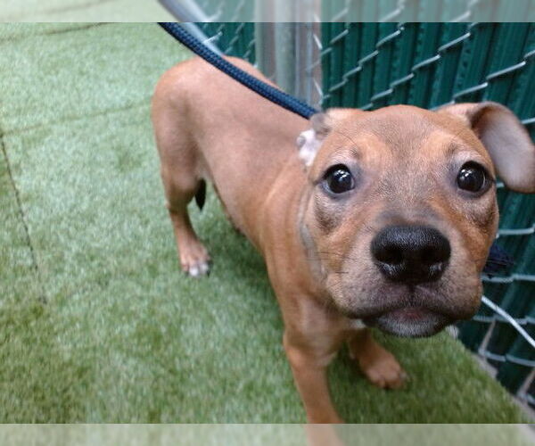 Medium Photo #1 American Pit Bull Terrier-Unknown Mix Puppy For Sale in Downey, CA, USA