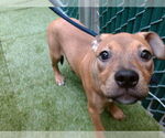 Small American Pit Bull Terrier Mix