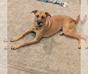 Quinta - Female Mutt Dog for Adoption - Photo #6