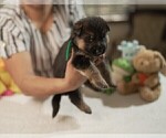 Puppy 0 German Shepherd Dog