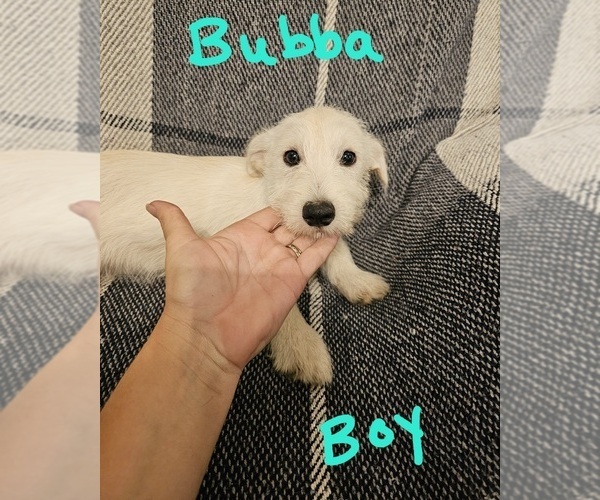 Medium Photo #5 Chizer Puppy For Sale in MONTEZUMA, GA, USA