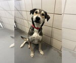 Small #1 German Shepherd Dog Mix
