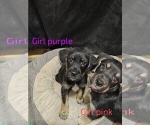Mutt Dogs for adoption in SAN ANTONIO, TX, USA