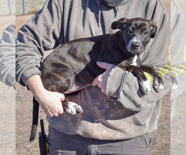 Medium Photo #3 Boxer-Plott Hound Mix Puppy For Sale in Huntley, IL, USA