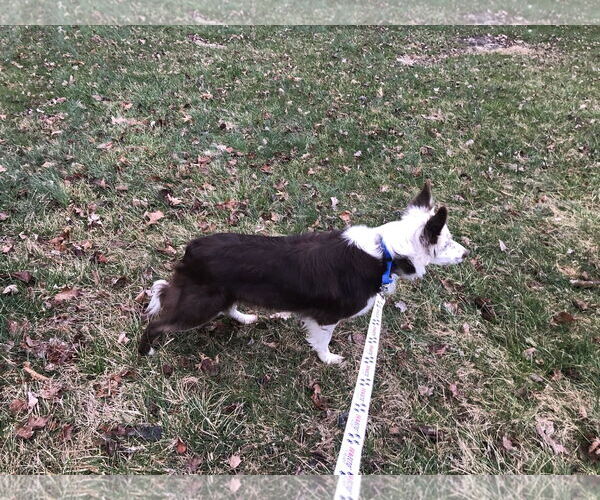 Medium Photo #2 Border Collie Puppy For Sale in Highland, IL, USA