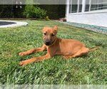 Small #5 Labrador Retriever Mix