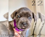 Small Photo #3 Cane Corso Puppy For Sale in HESPERIA, CA, USA