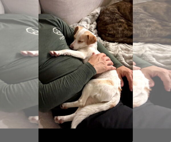 Medium Photo #1 Chihuahua-Unknown Mix Puppy For Sale in Escondido, CA, USA