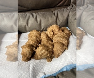 Poodle (Toy) Puppy for sale in SAN BERNARDINO, CA, USA