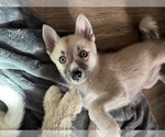 Small #82 Pomsky