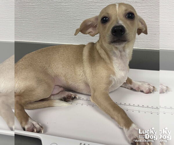 Medium Photo #1 Chihuahua-Unknown Mix Puppy For Sale in Washington, DC, USA