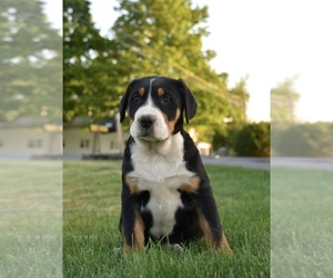 Greater Swiss Mountain Dog Puppy for sale in BELLEFONTE, PA, USA