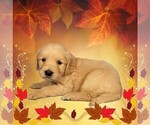 Small #7 Golden Retriever
